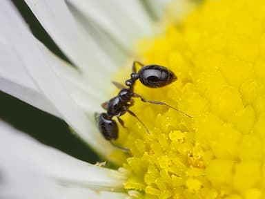 Monomorium minimum photo 84