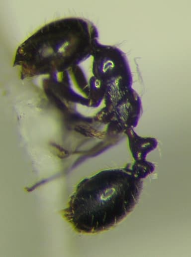 Monomorium minimum photo 85