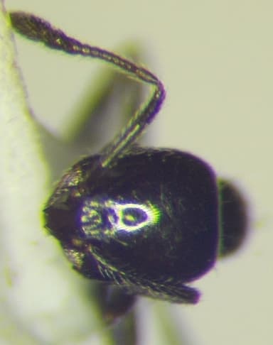 Monomorium minimum photo 86