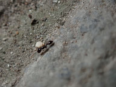 Monomorium minimum photo 89