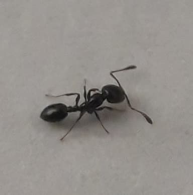 Monomorium minimum photo 90