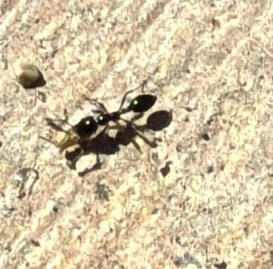Monomorium minimum photo 91