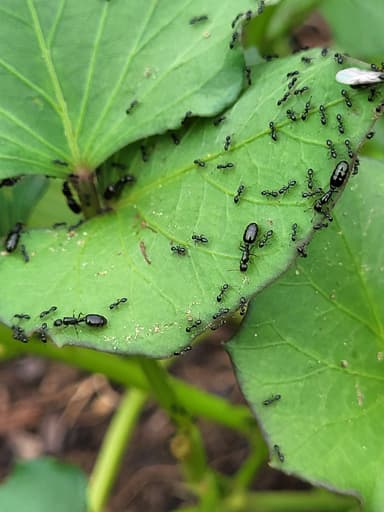 Monomorium minimum photo 92