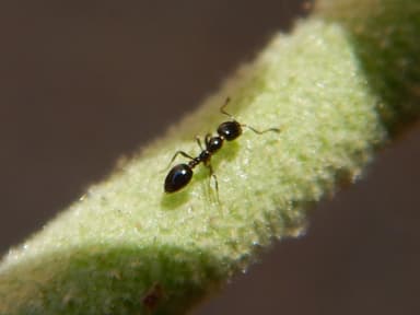 Monomorium minimum photo 93