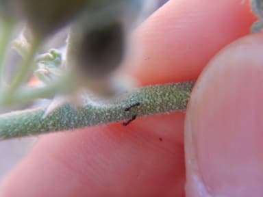 Monomorium minimum photo 94
