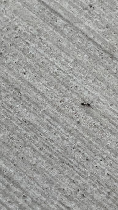 Monomorium minimum photo 95