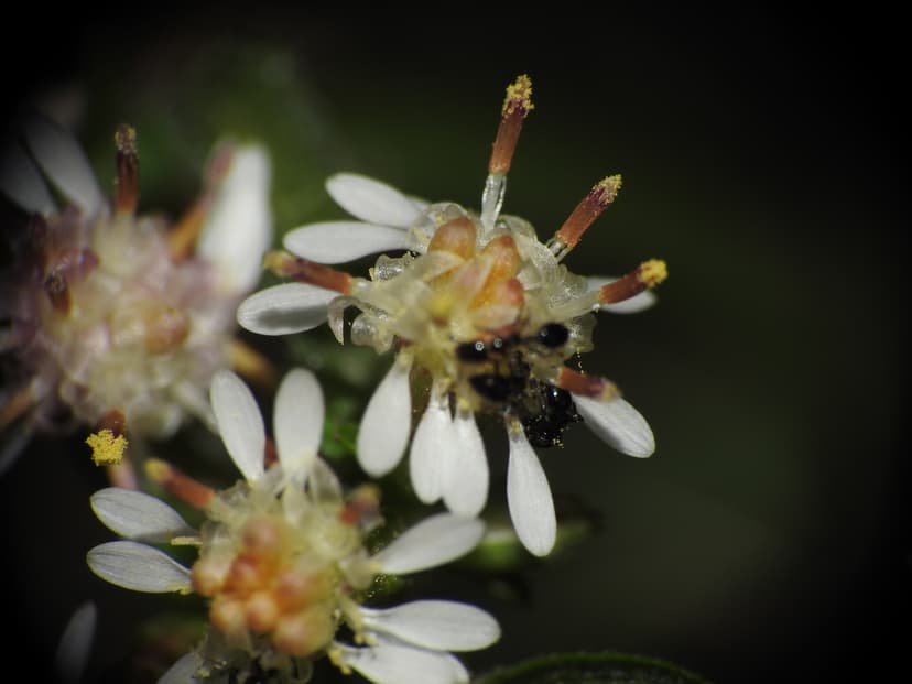 Monomorium minimum photo 1