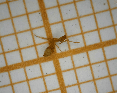 Monomorium pharaonis photo 17