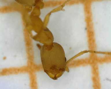 Monomorium pharaonis photo 21