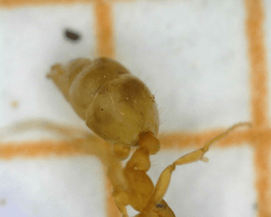 Monomorium pharaonis photo 23