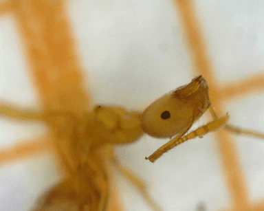 Monomorium pharaonis photo 25