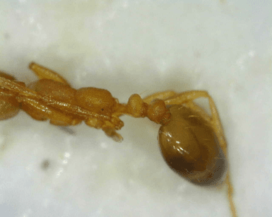 Monomorium pharaonis photo 29
