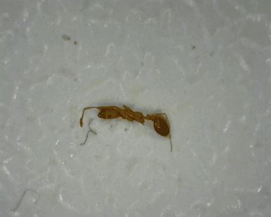 Monomorium pharaonis photo 30