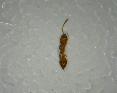 Monomorium pharaonis photo 31