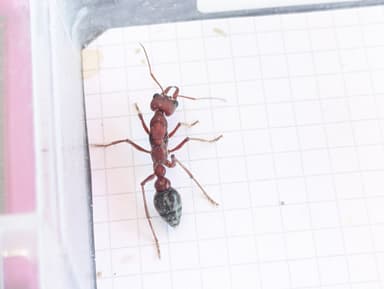 Myrmecia brevinoda photo 40