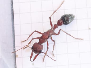 Myrmecia brevinoda photo 43