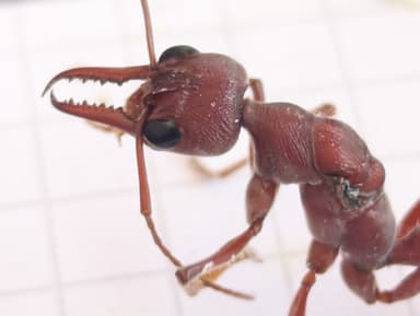 Myrmecia brevinoda photo 48