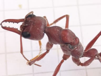 Myrmecia brevinoda photo 52