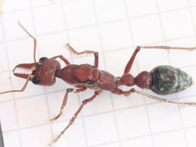 Myrmecia brevinoda photo 53