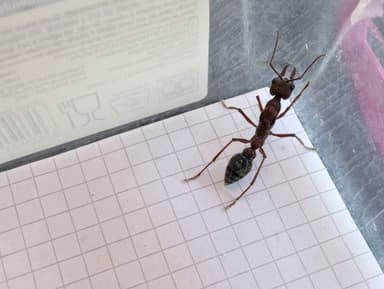 Myrmecia brevinoda photo 55