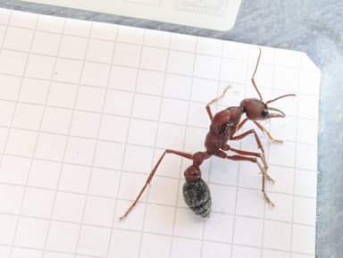 Myrmecia brevinoda photo 62