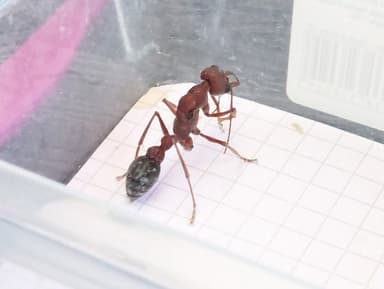 Myrmecia brevinoda photo 71