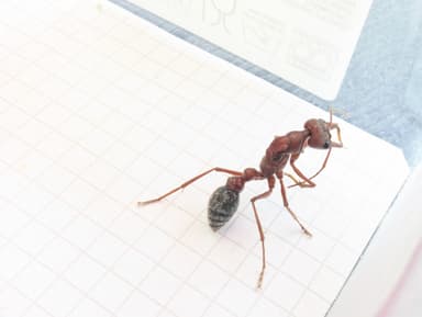 Myrmecia brevinoda photo 75