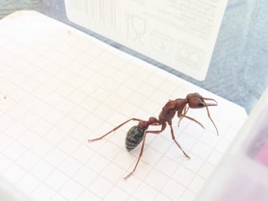 Myrmecia brevinoda photo 78