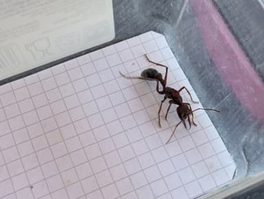 Myrmecia brevinoda photo 82