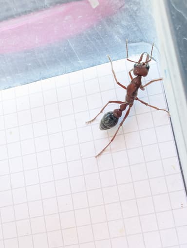 Myrmecia brevinoda photo 86