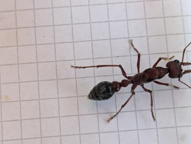 Myrmecia brevinoda photo 87