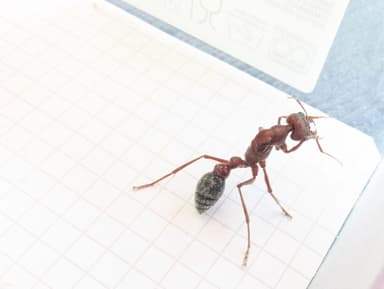 Myrmecia brevinoda photo 91