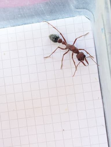 Myrmecia brevinoda photo 97