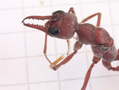 Myrmecia brevinoda photo 99