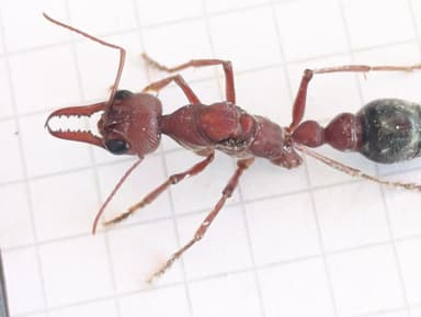 Myrmecia brevinoda photo 103