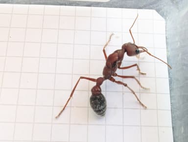 Myrmecia brevinoda photo 104