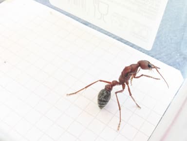 Myrmecia brevinoda photo 106