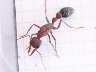 Myrmecia brevinoda photo 107