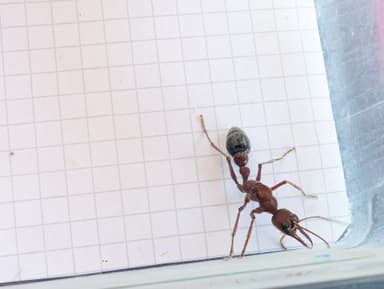 Myrmecia brevinoda photo 108