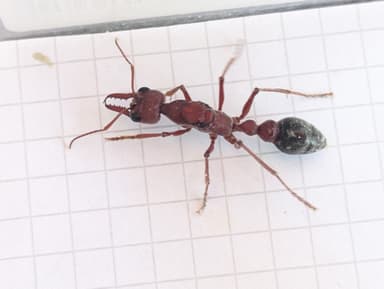 Myrmecia brevinoda photo 109