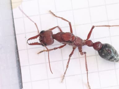 Myrmecia brevinoda photo 110