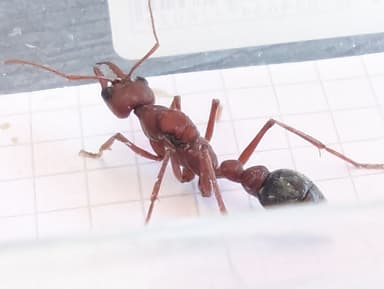 Myrmecia brevinoda photo 111