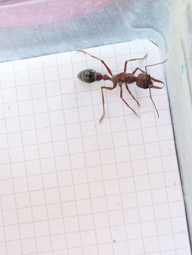 Myrmecia brevinoda photo 115