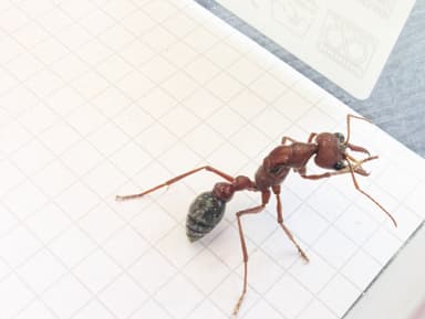 Myrmecia brevinoda photo 116