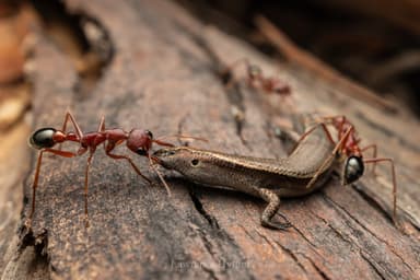 Myrmecia brevinoda photo 131