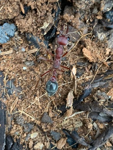 Myrmecia brevinoda — queen photo 134