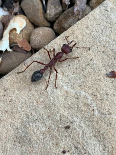 Myrmecia brevinoda — queen photo 135