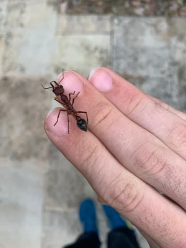 Myrmecia brevinoda — queen photo 137