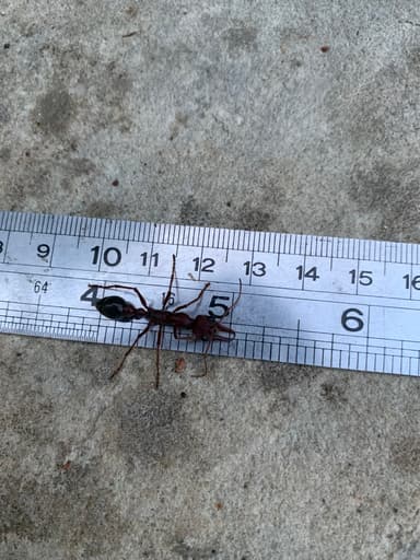 Myrmecia brevinoda — queen photo 139