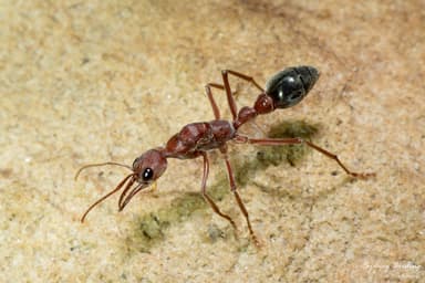 Myrmecia brevinoda photo 140